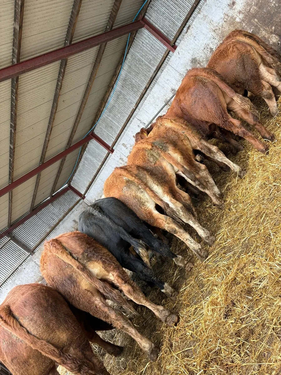 10 outstanding limousin bullocks - Image 2