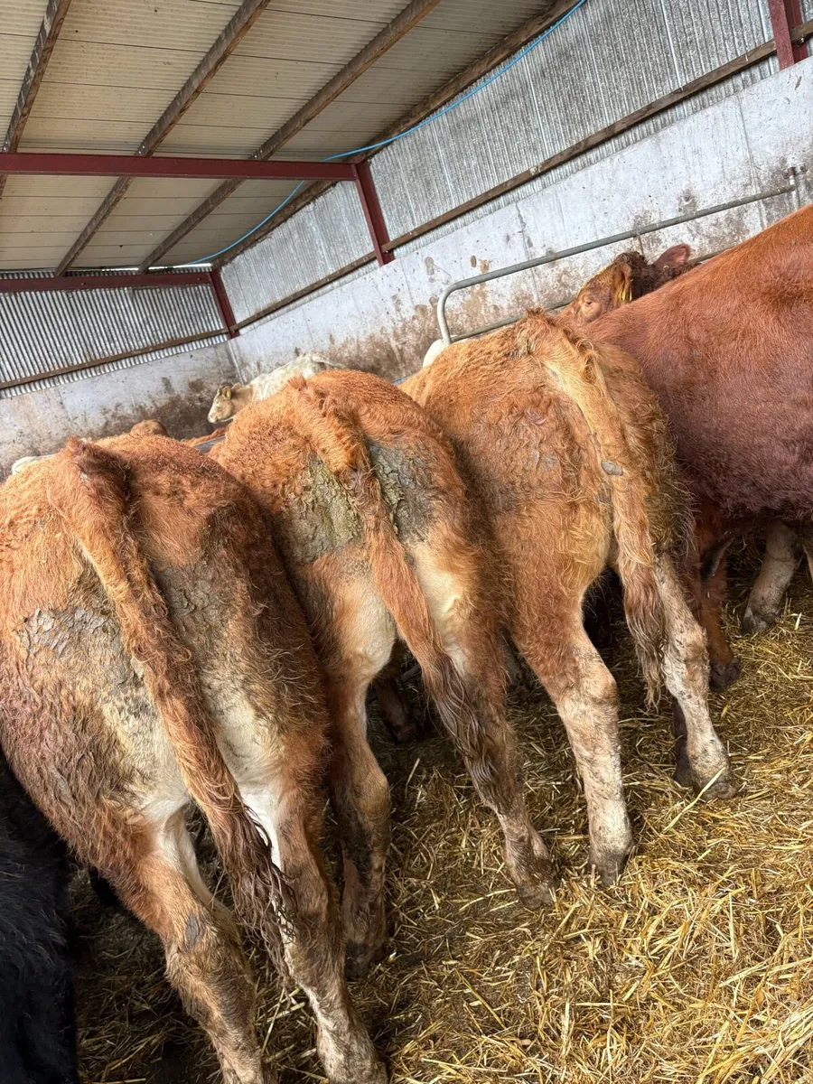 10 outstanding limousin bullocks - Image 3