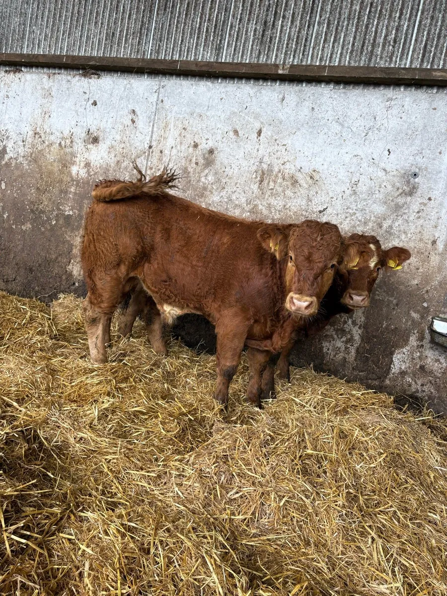 10 outstanding limousin bullocks - Image 4