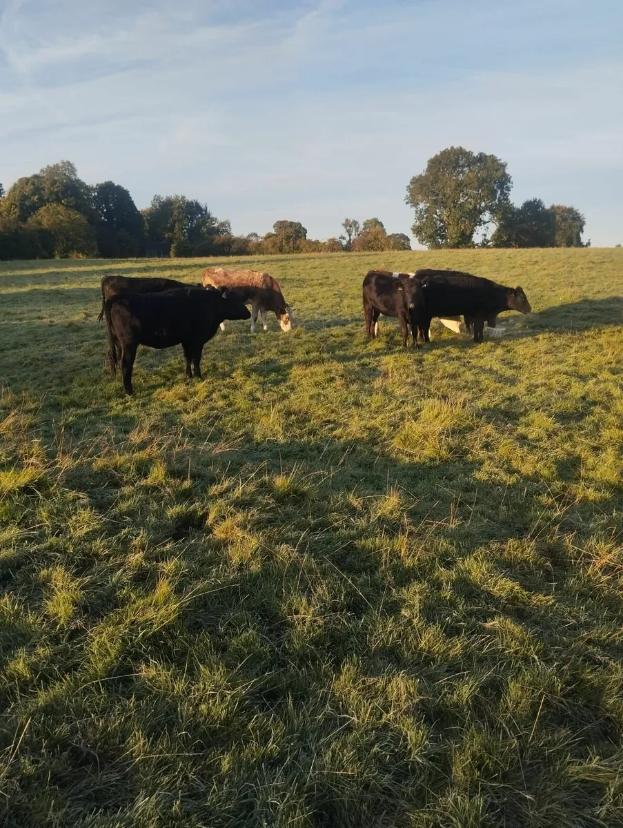 Cattle