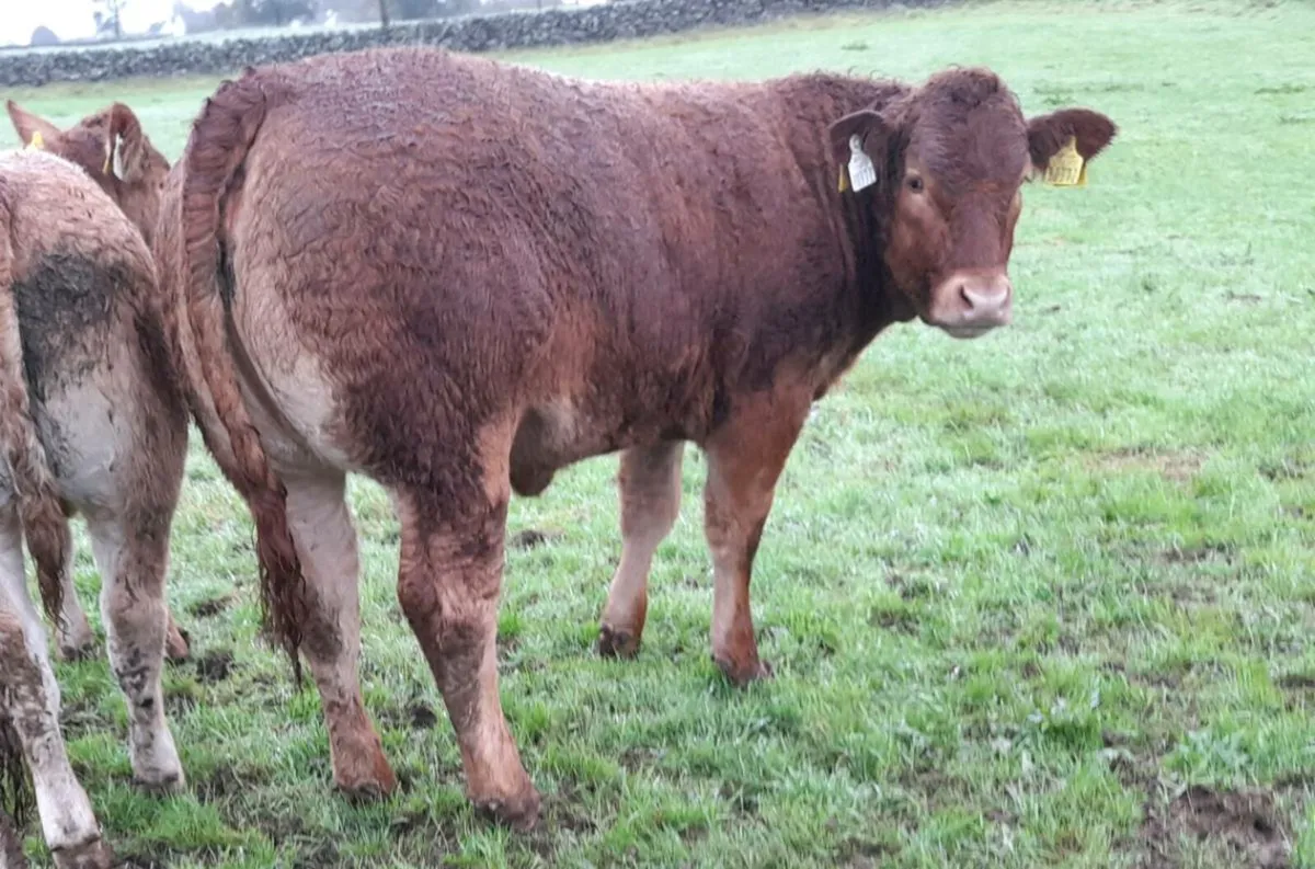 Heifer Weanlings - Image 1
