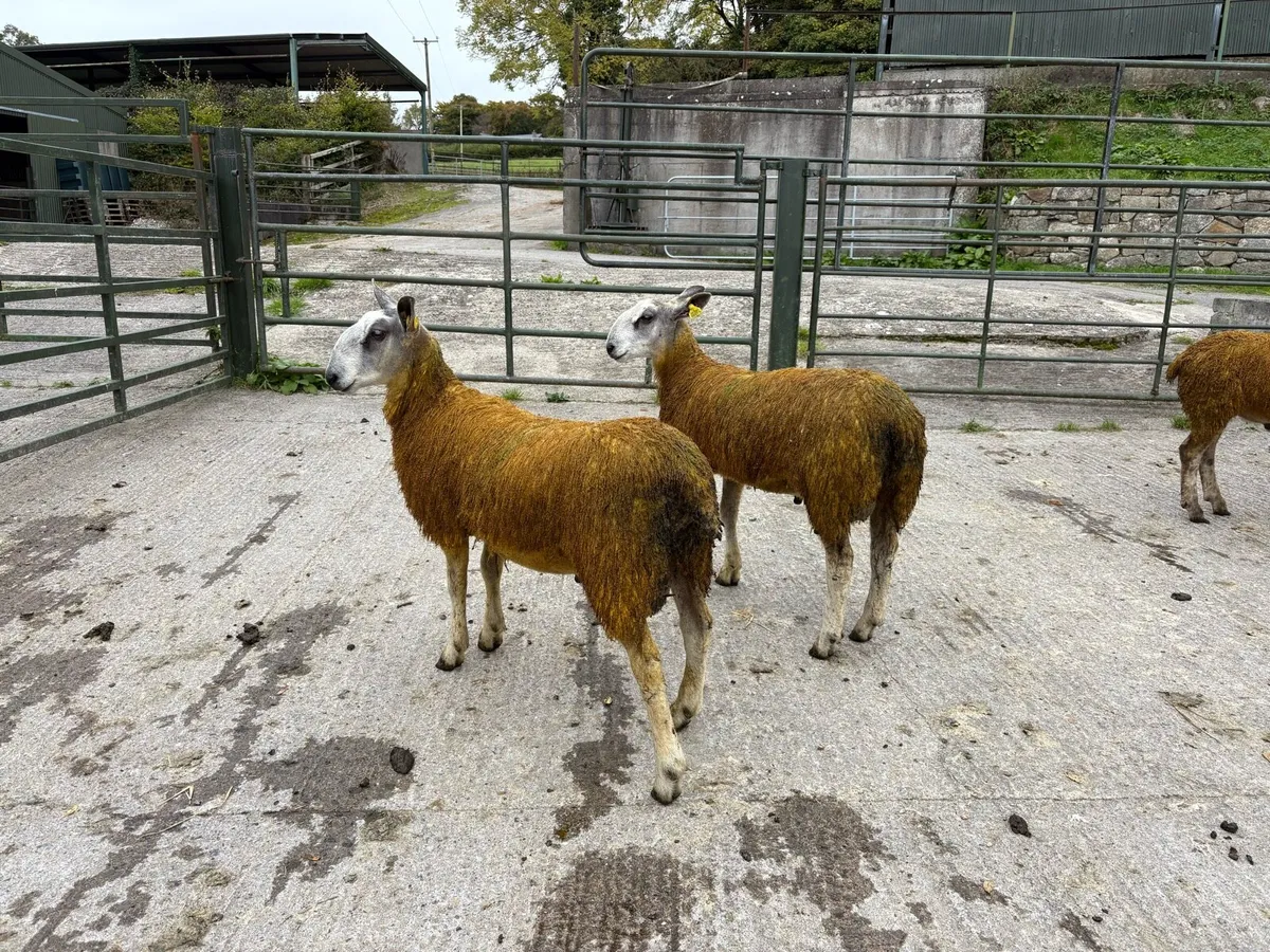 Blue Leicester Pedigree Rams for Sale x 2 - Image 3