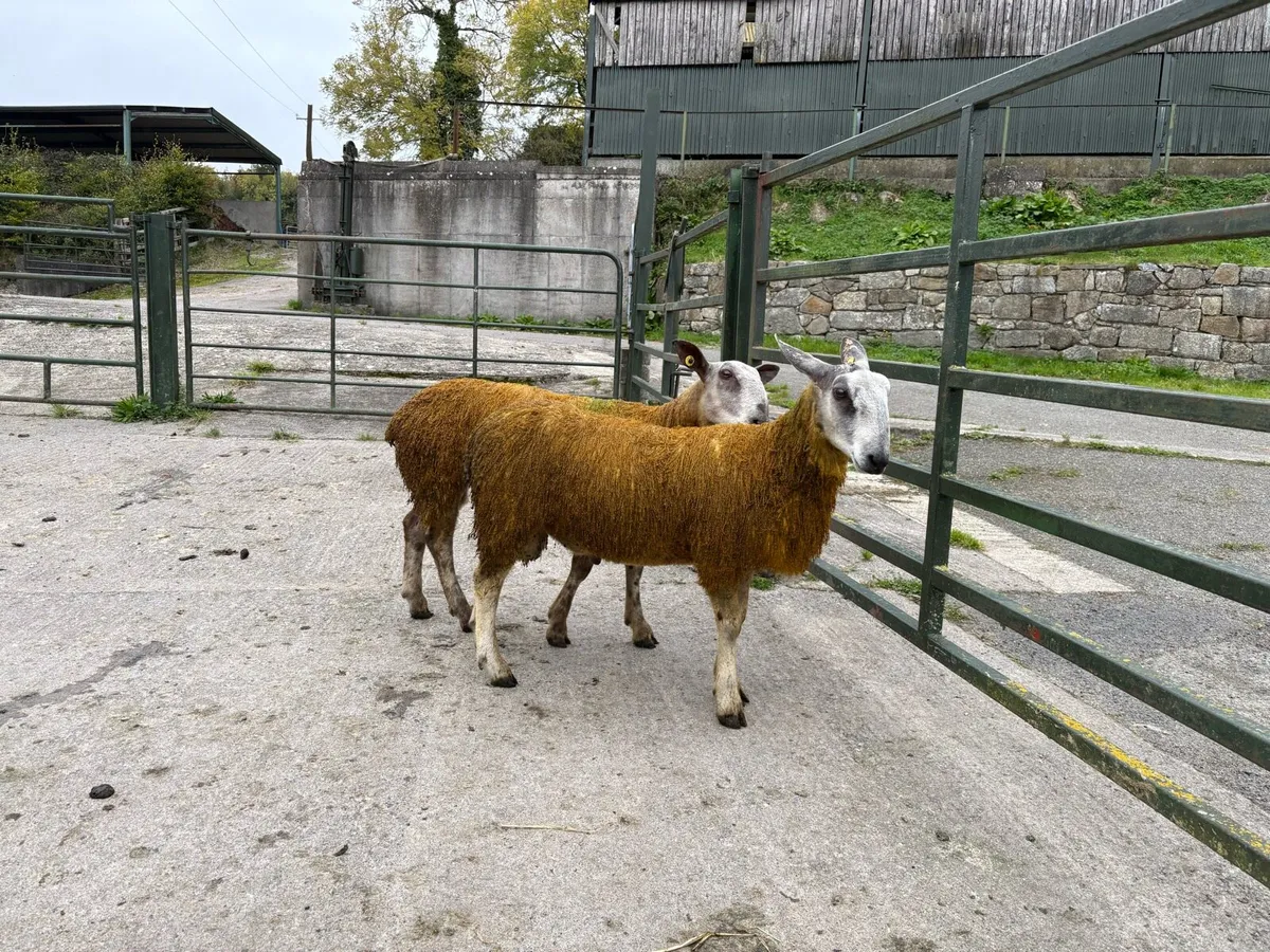 Blue Leicester Pedigree Rams for Sale x 2 - Image 4