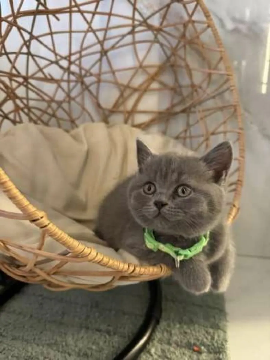 Amazing Purebred British Shorthair kittens - Image 3