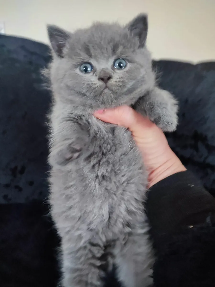 Amazing Purebred British Shorthair kittens - Image 4