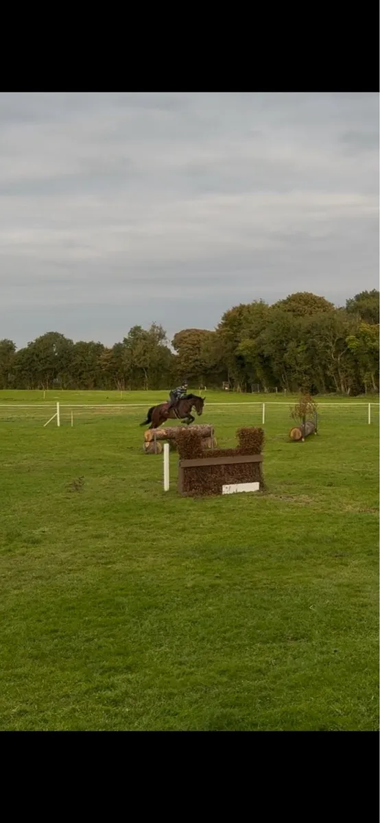 16.2h Arko x Arkan 6 year old gelding - Image 4