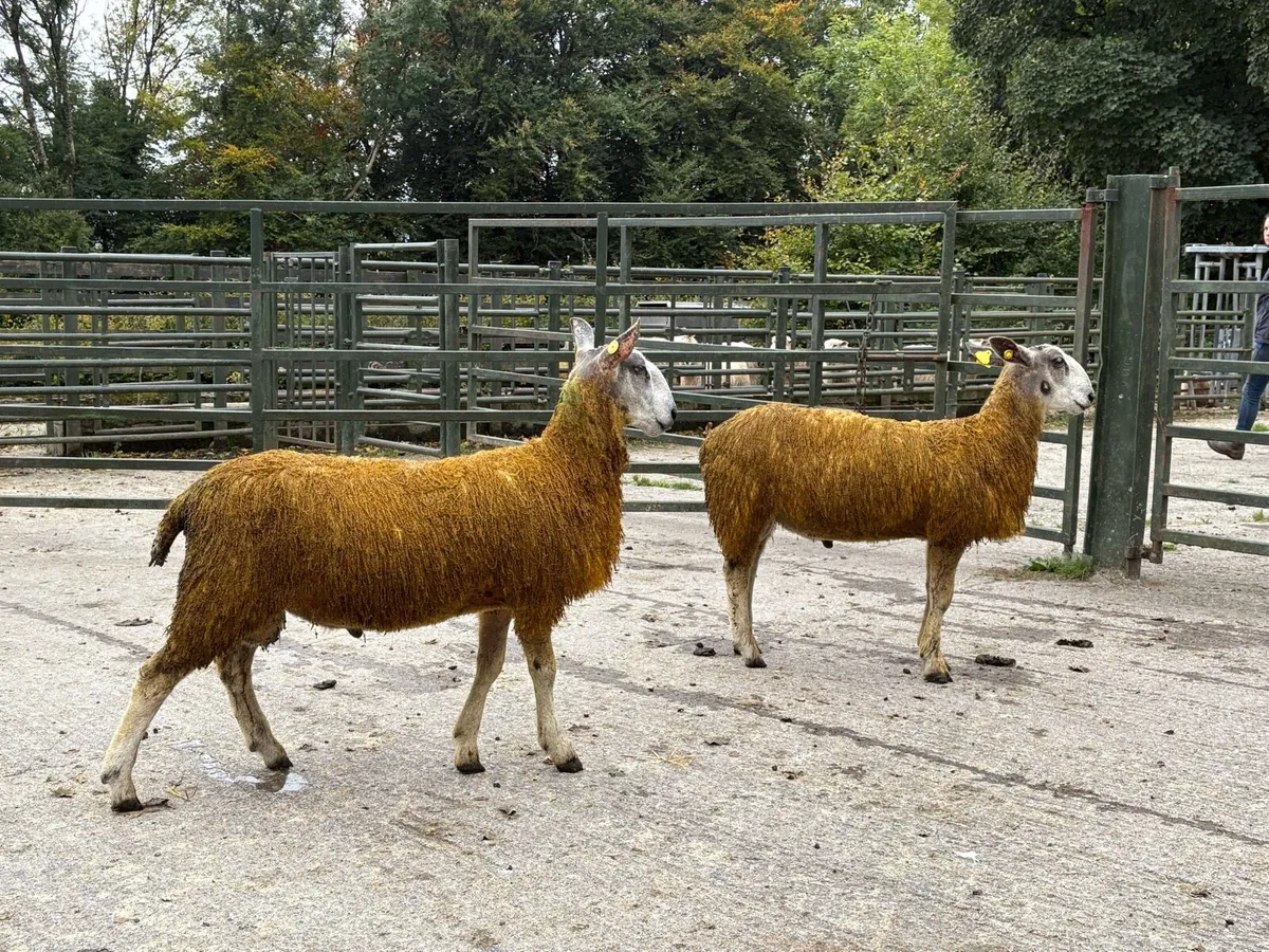Blue Leicester Pedigree Rams for Sale x 2 - Image 2