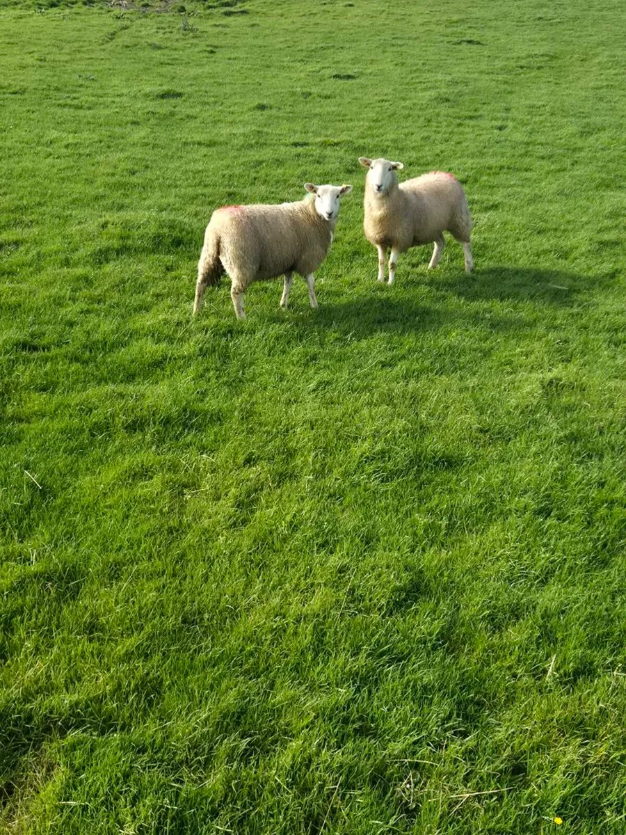 Ewe lambs - Image 2