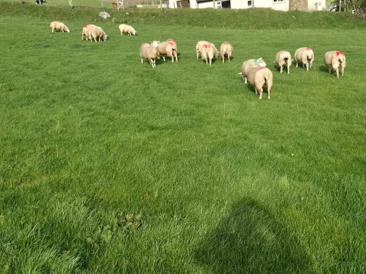 Ewe lambs - Image 3