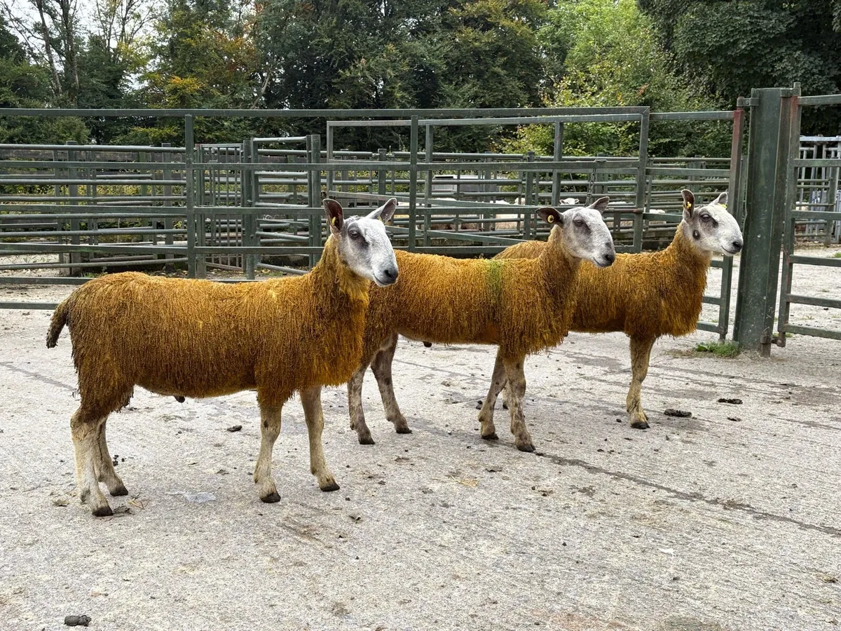 Blue Leicester Pedigree Rams for Sale x 2 - Image 1