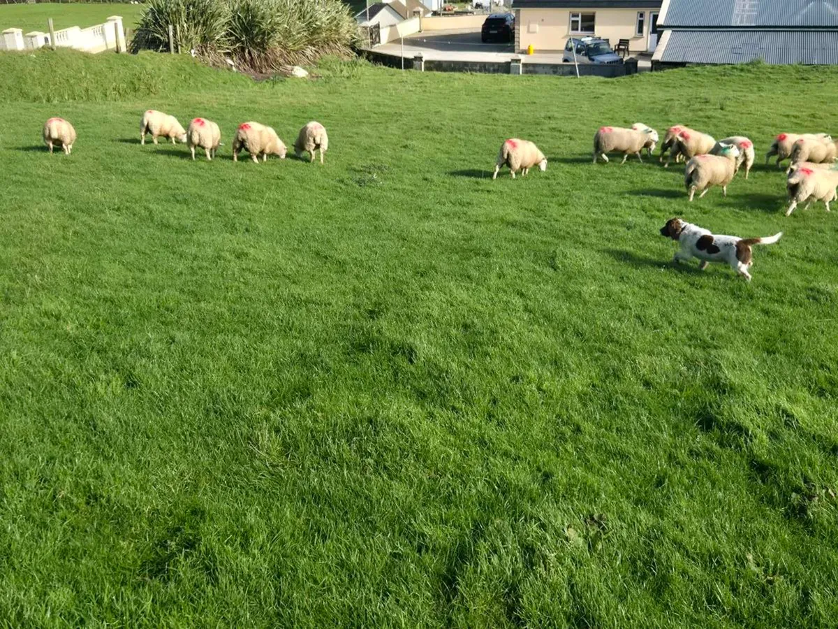 Ewe lambs - Image 4