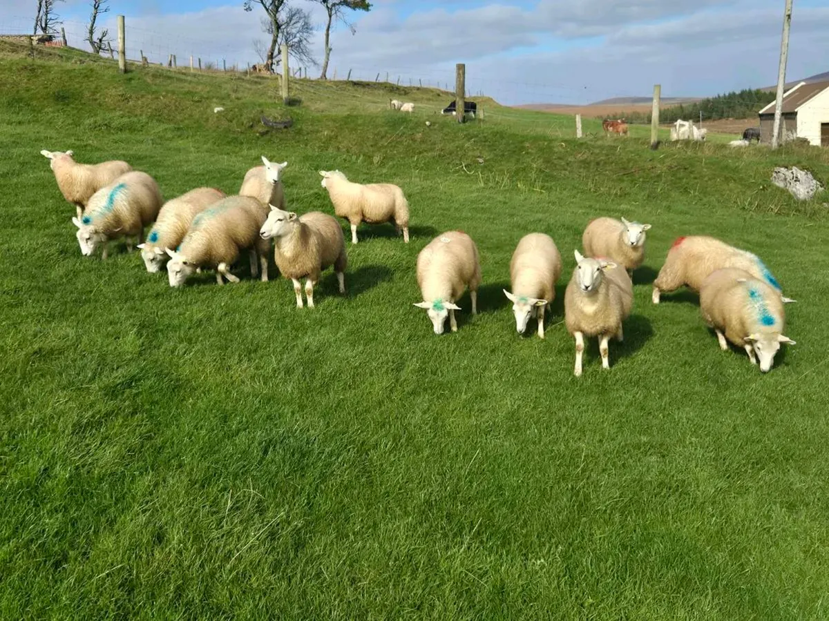 Ewe lambs - Image 1