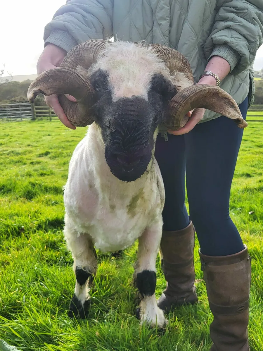 Valais Blacknose Ram, Bo Peep Justa Dream - Image 2