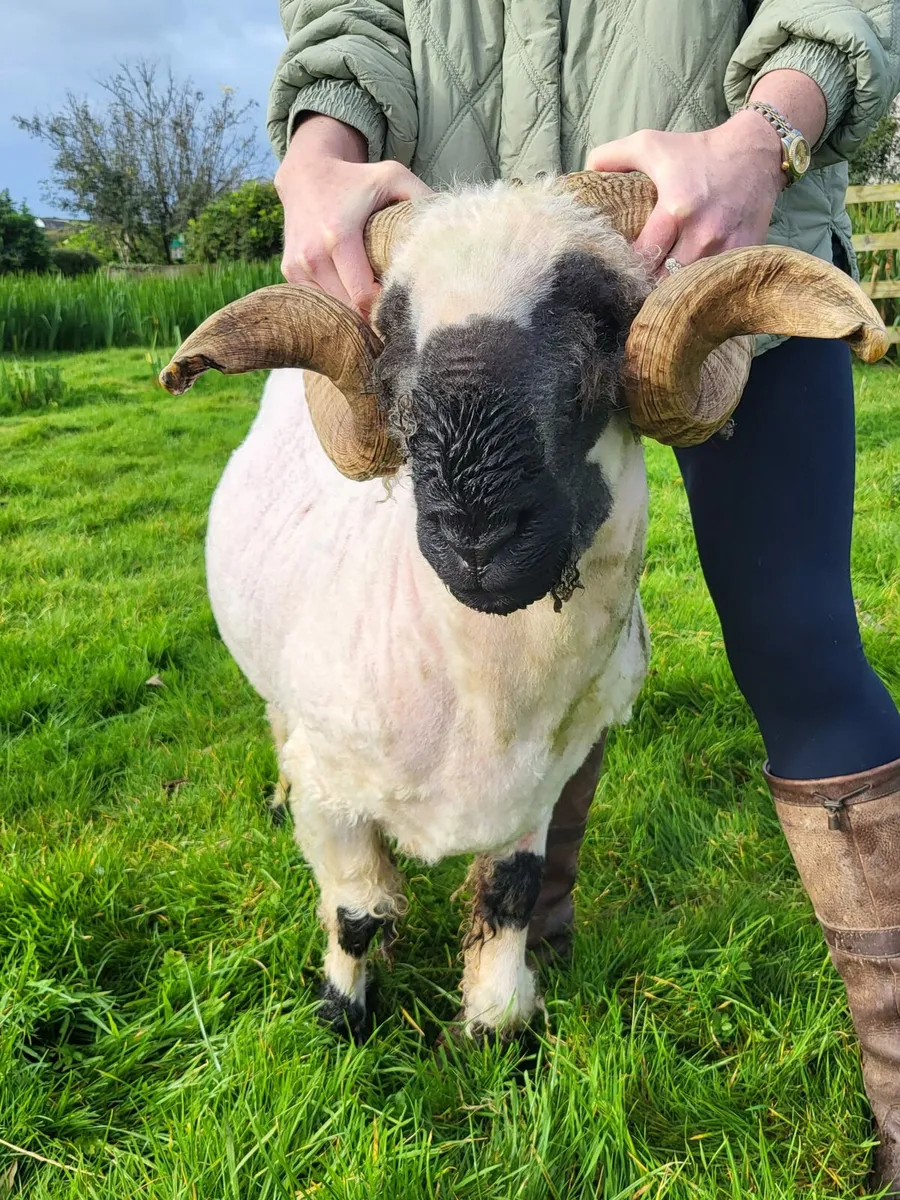 Valais Blacknose Ram, Bo Peep Justa Dream - Image 1