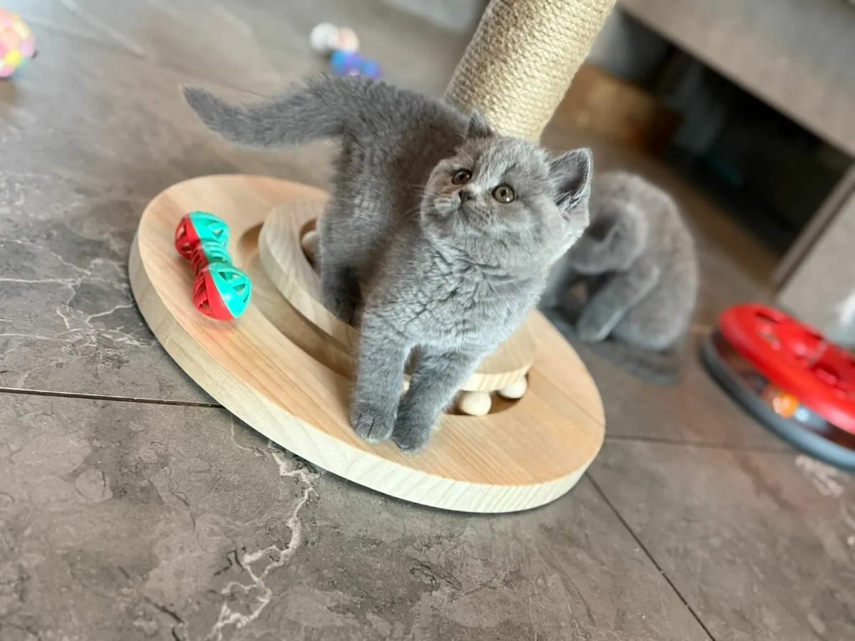 Amazing Purebred British Shorthair kittens - Image 2