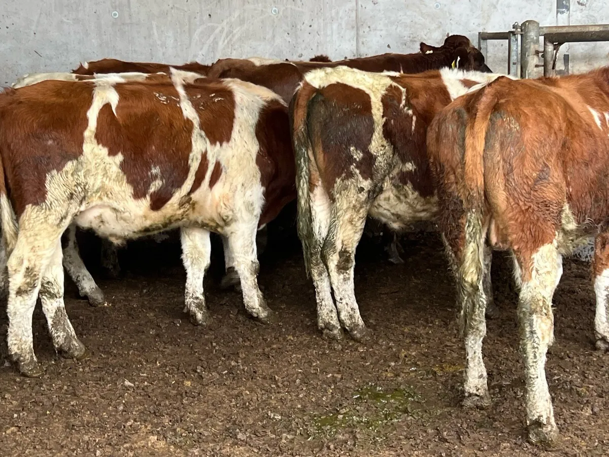 7 SUPER STORE BULLOCKS - Image 1
