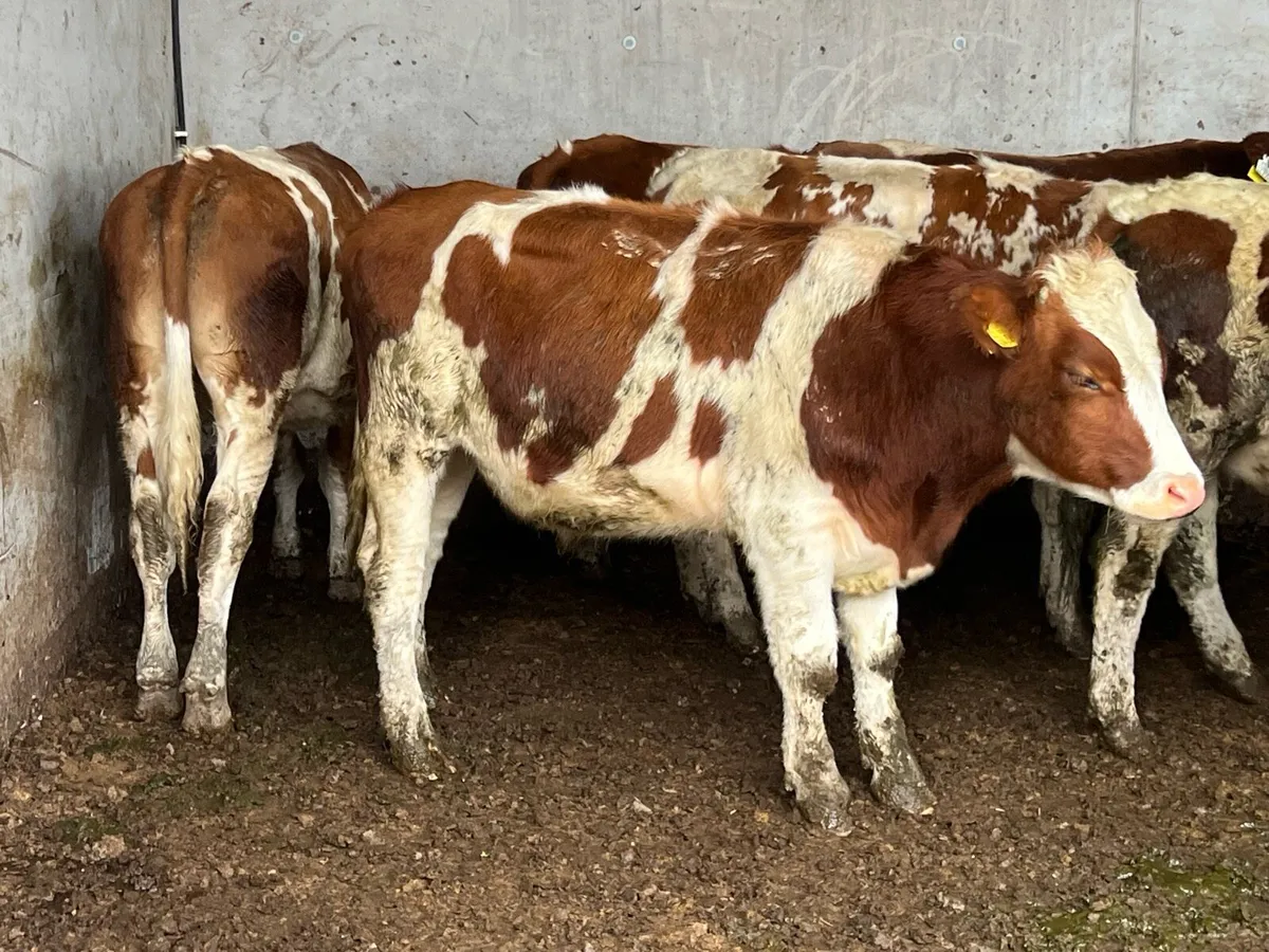 7 SUPER STORE BULLOCKS - Image 3