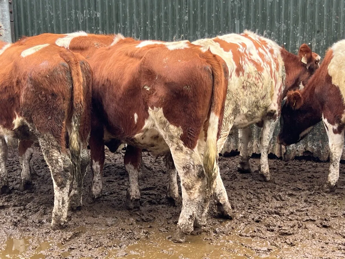 7 SUPER STORE BULLOCKS - Image 4