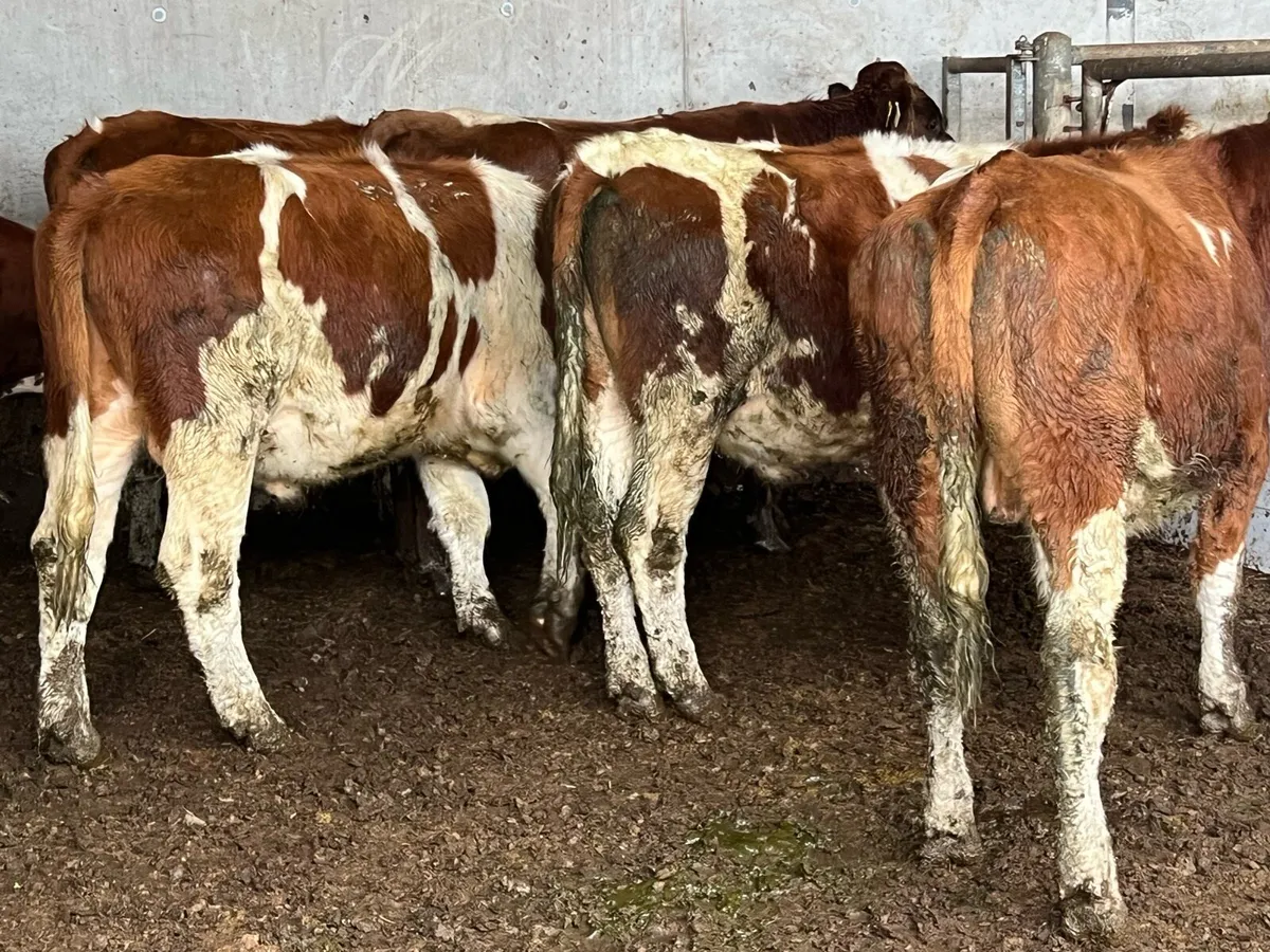 7 SUPER STORE BULLOCKS - Image 2