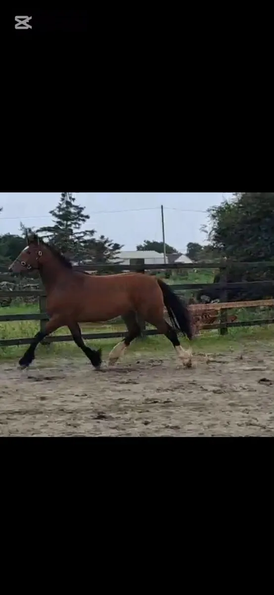 Cob 15.2 Gelding - Image 3