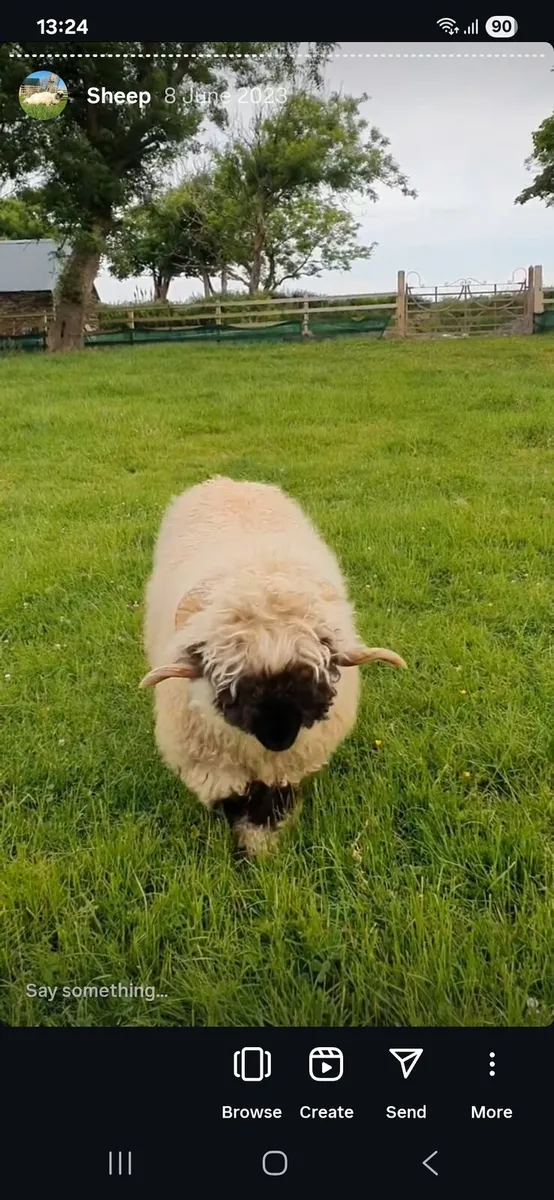 Valais Blacknose Ram, Bo Peep Justa Dream - Image 3