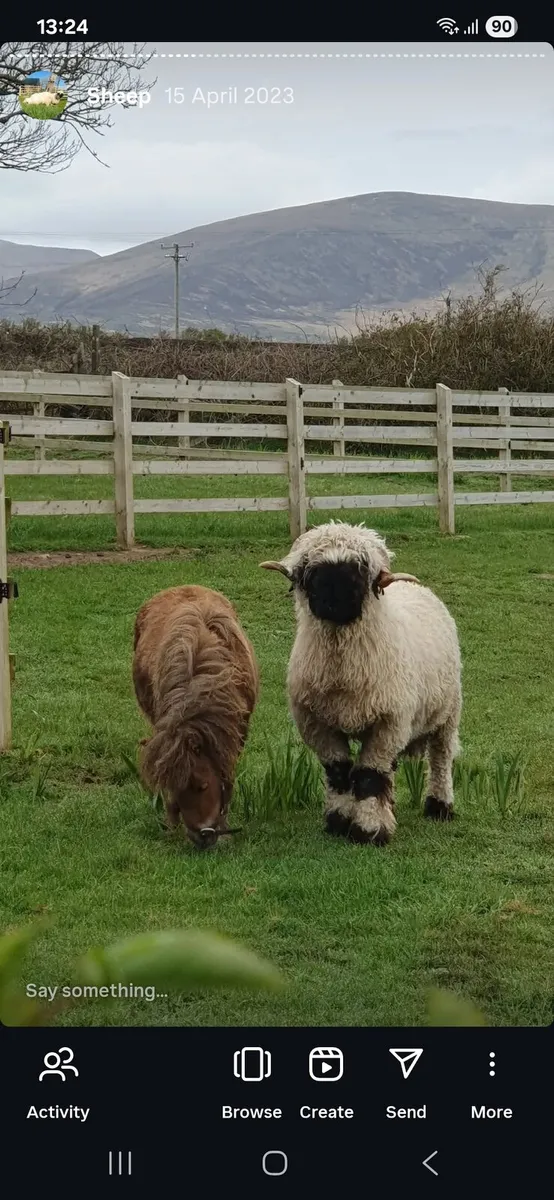 Valais Blacknose Ram, Bo Peep Justa Dream - Image 4