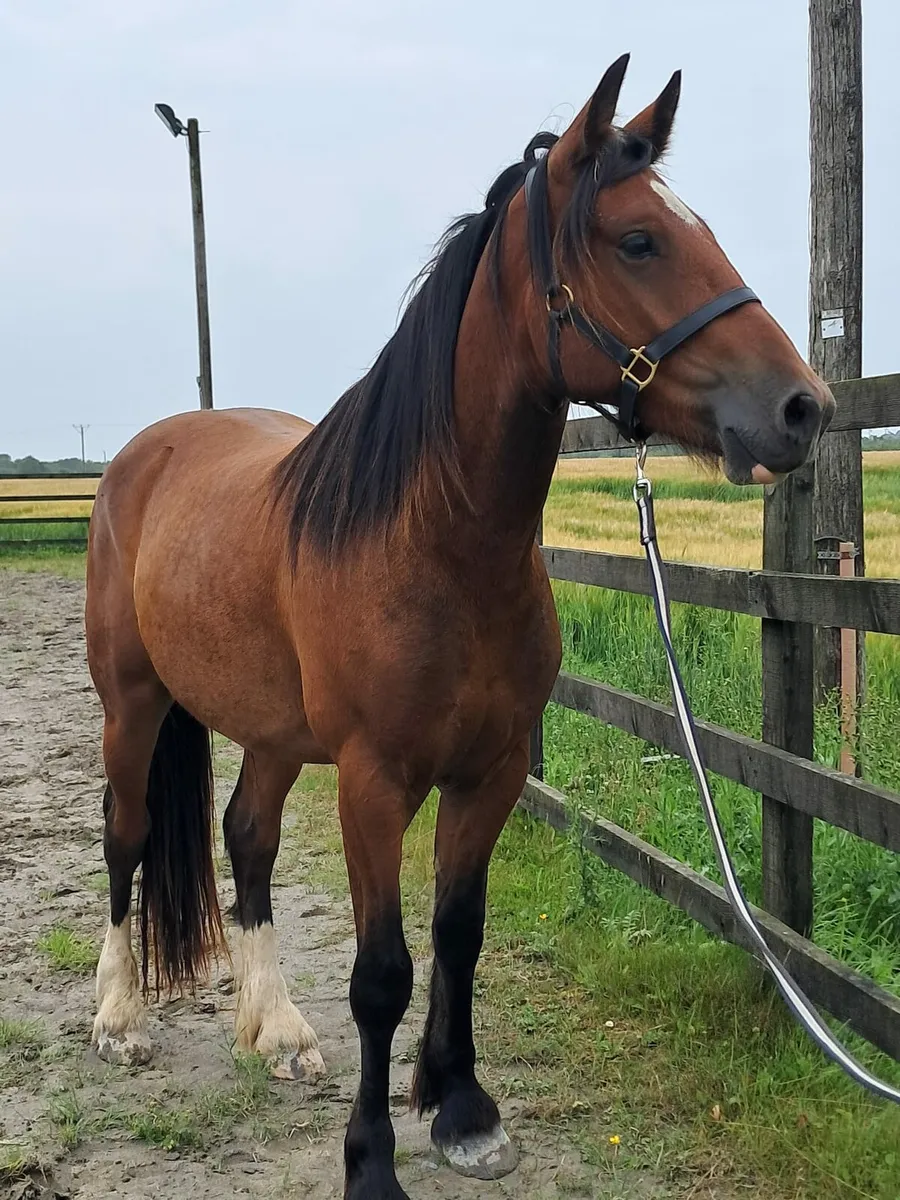 Cob 15.2 Gelding - Image 4
