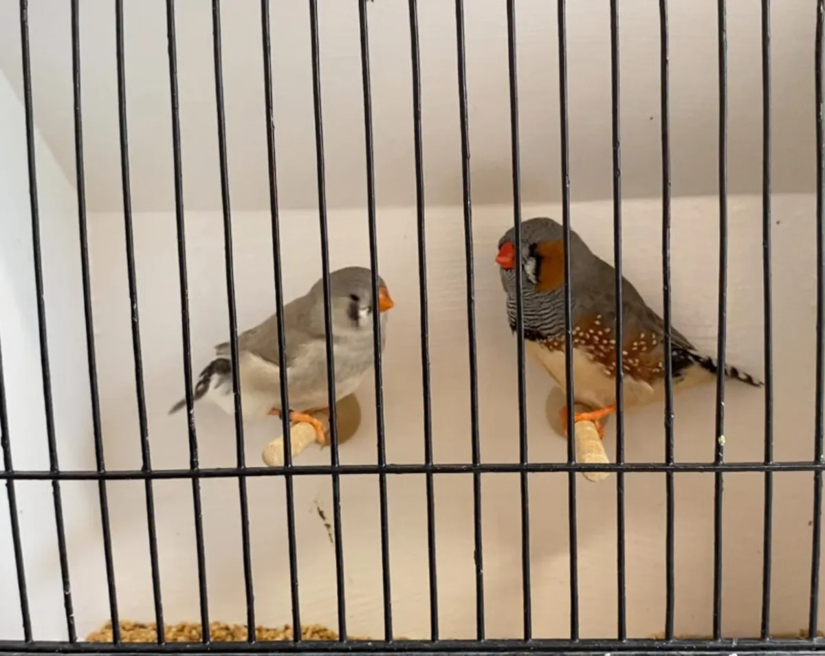 Zebra finches - Image 2