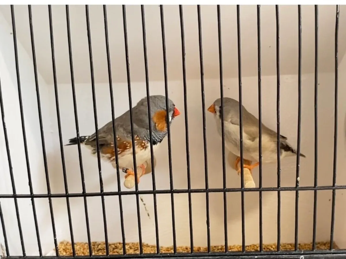 Zebra finches - Image 3