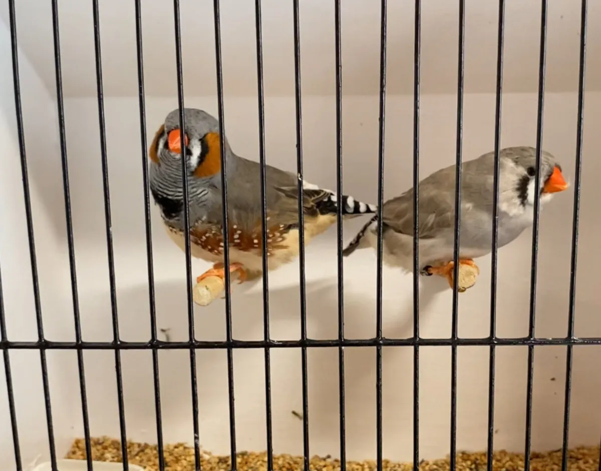 Zebra finches - Image 4