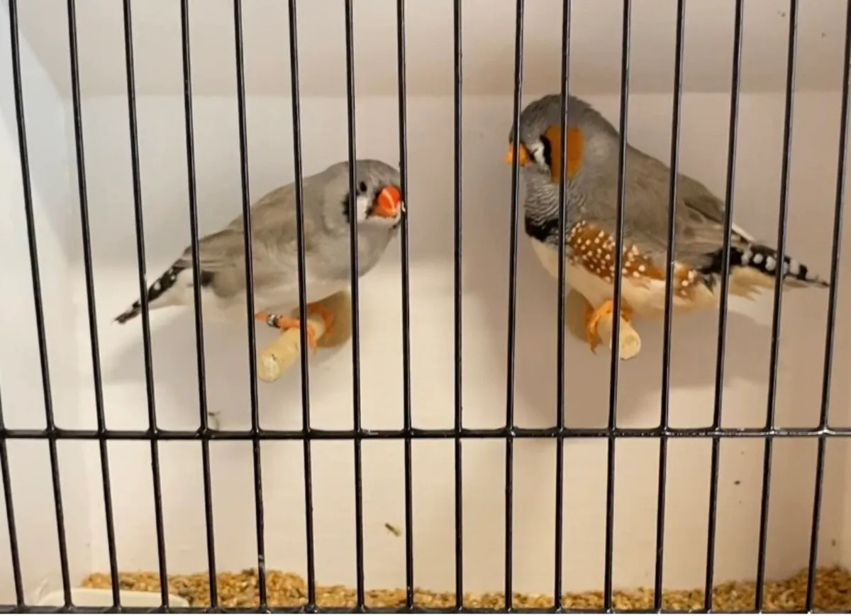 Zebra finches - Image 1