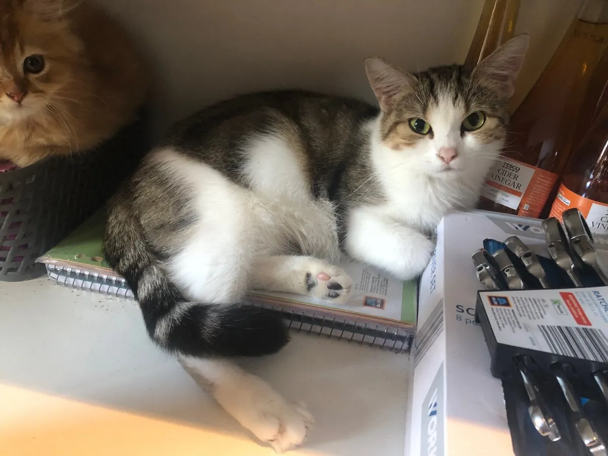 Female Adult Cat - half Persian x Bengal mix - Image 3
