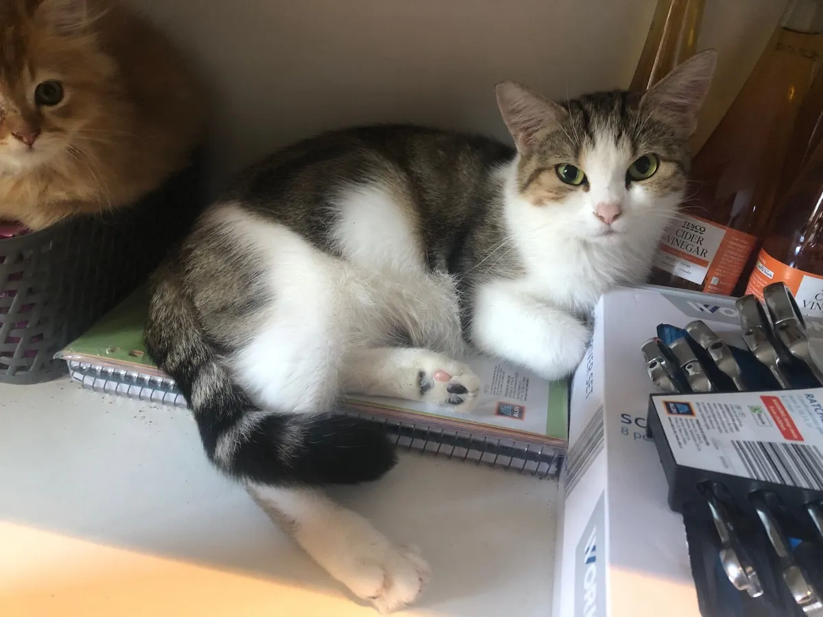 Female Adult Cat - half Persian x Bengal mix - Image 4