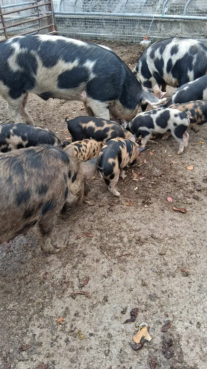 pigs - Image 1