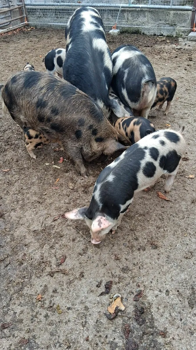 pigs - Image 2