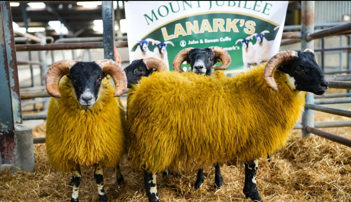 💥💥SIS Lanark Ram Lambs 💥💥 - Image 1