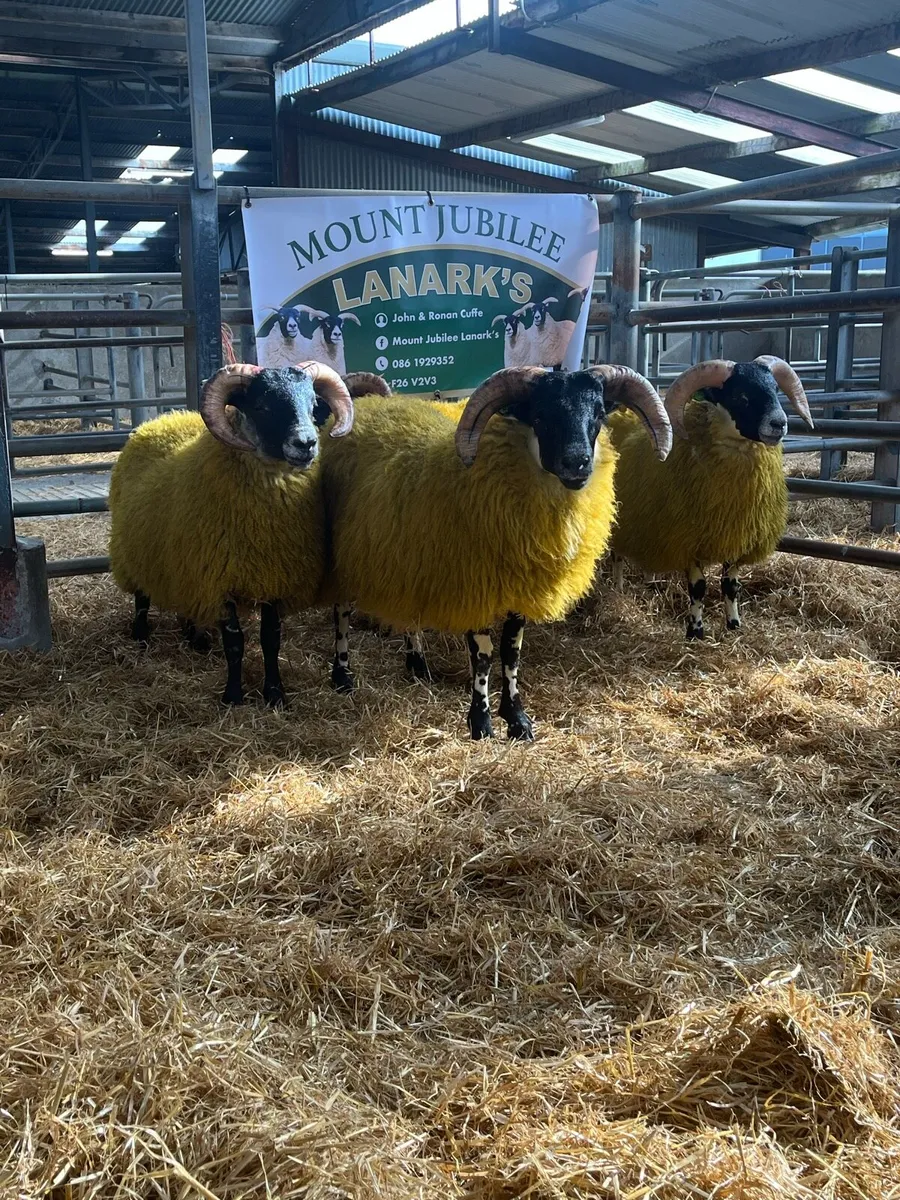 💥💥SIS Lanark Ram Lambs 💥💥 - Image 2