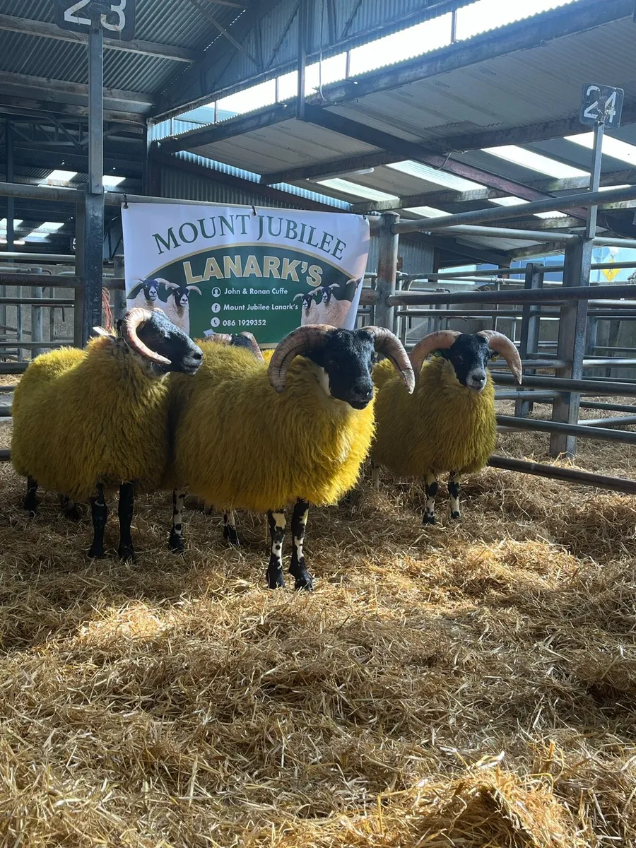 💥💥SIS Lanark Ram Lambs 💥💥 - Image 3