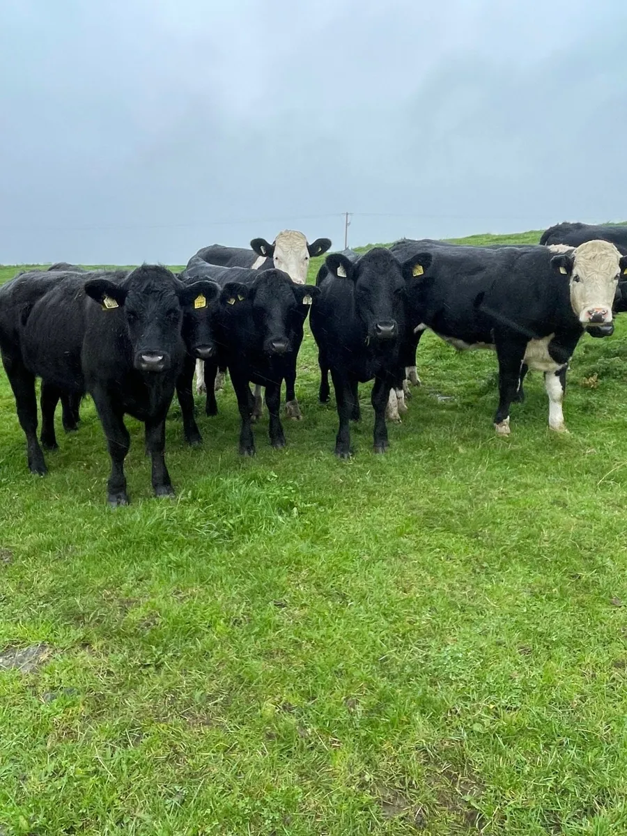 Angus and Hereford - Image 1