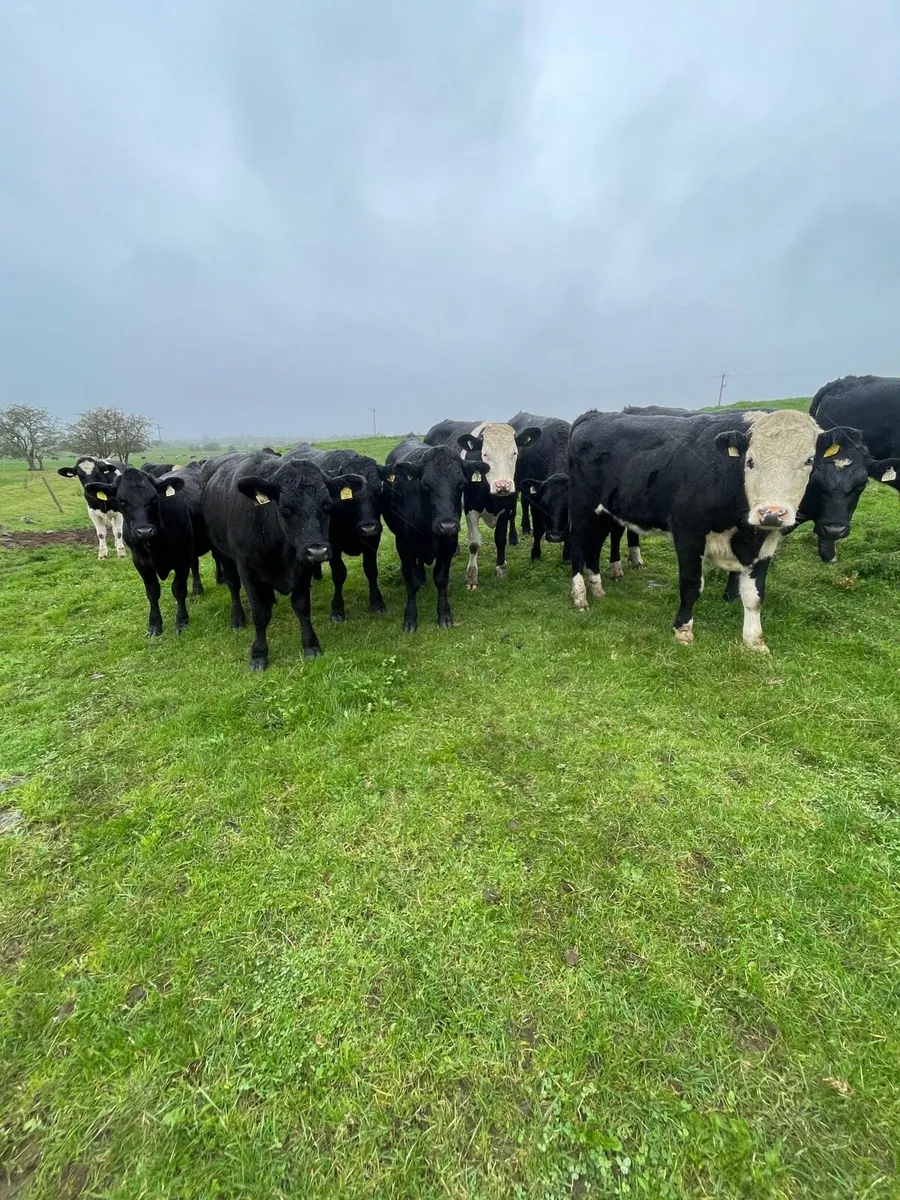 Angus and Hereford - Image 2