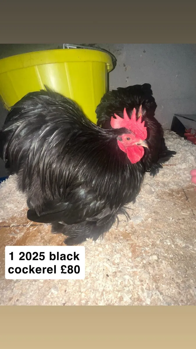 Exhibition Pekins & Call ducks - Image 1