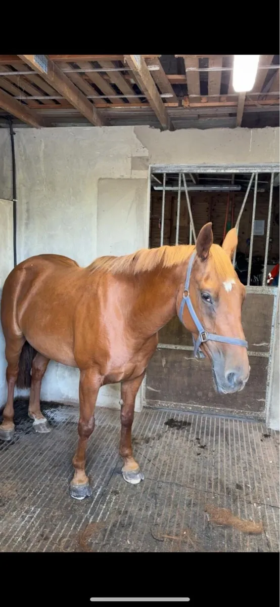 5 year old sports horse mare - Image 1