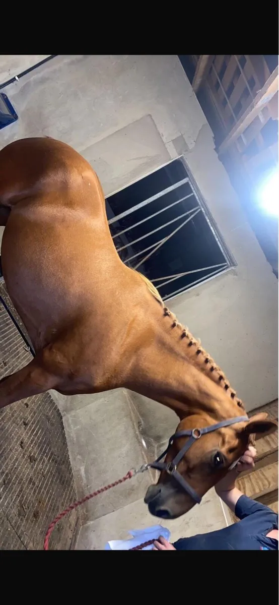 5 year old sports horse mare - Image 3