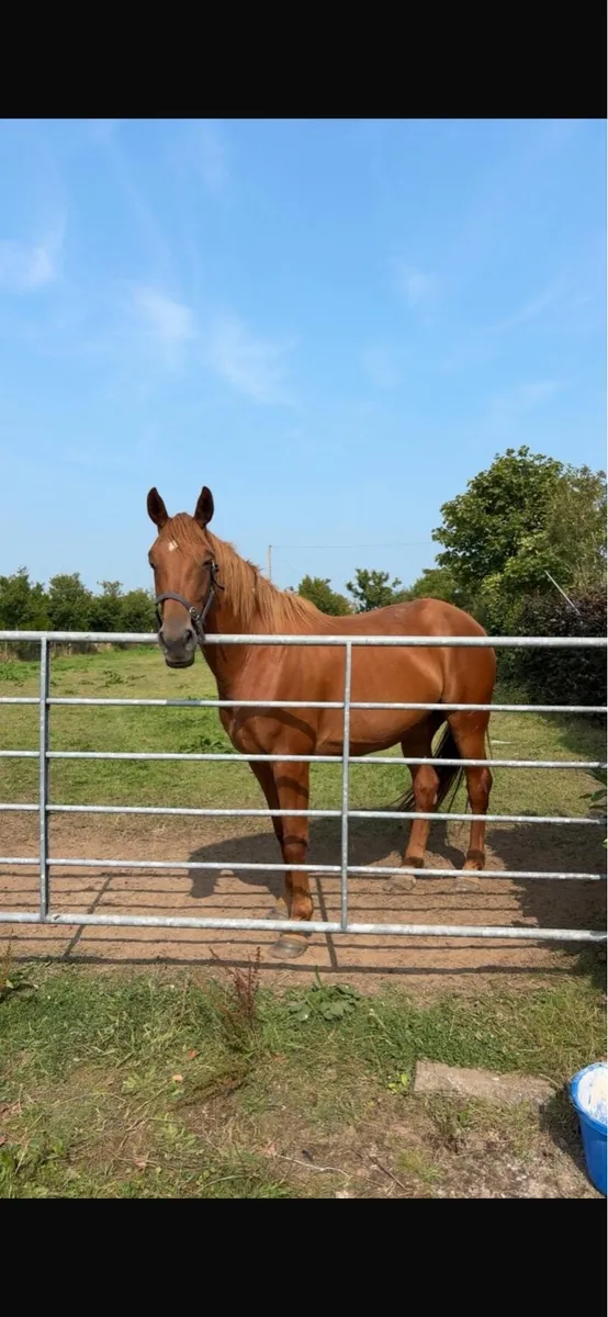 5 year old sports horse mare - Image 4