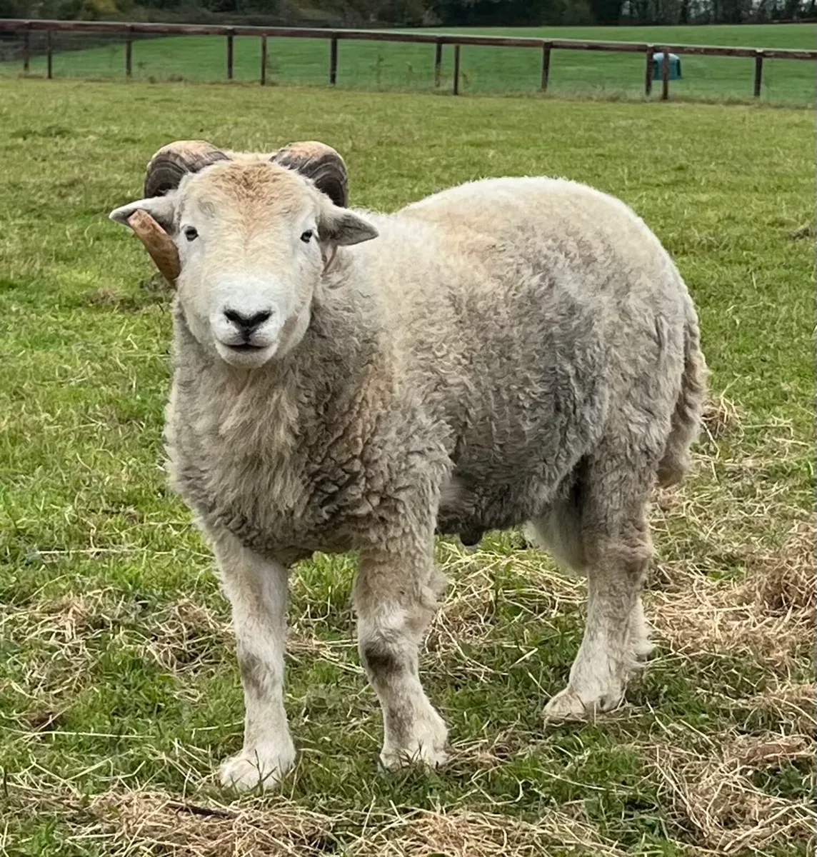 Herdwick Hogget Ram - Image 1