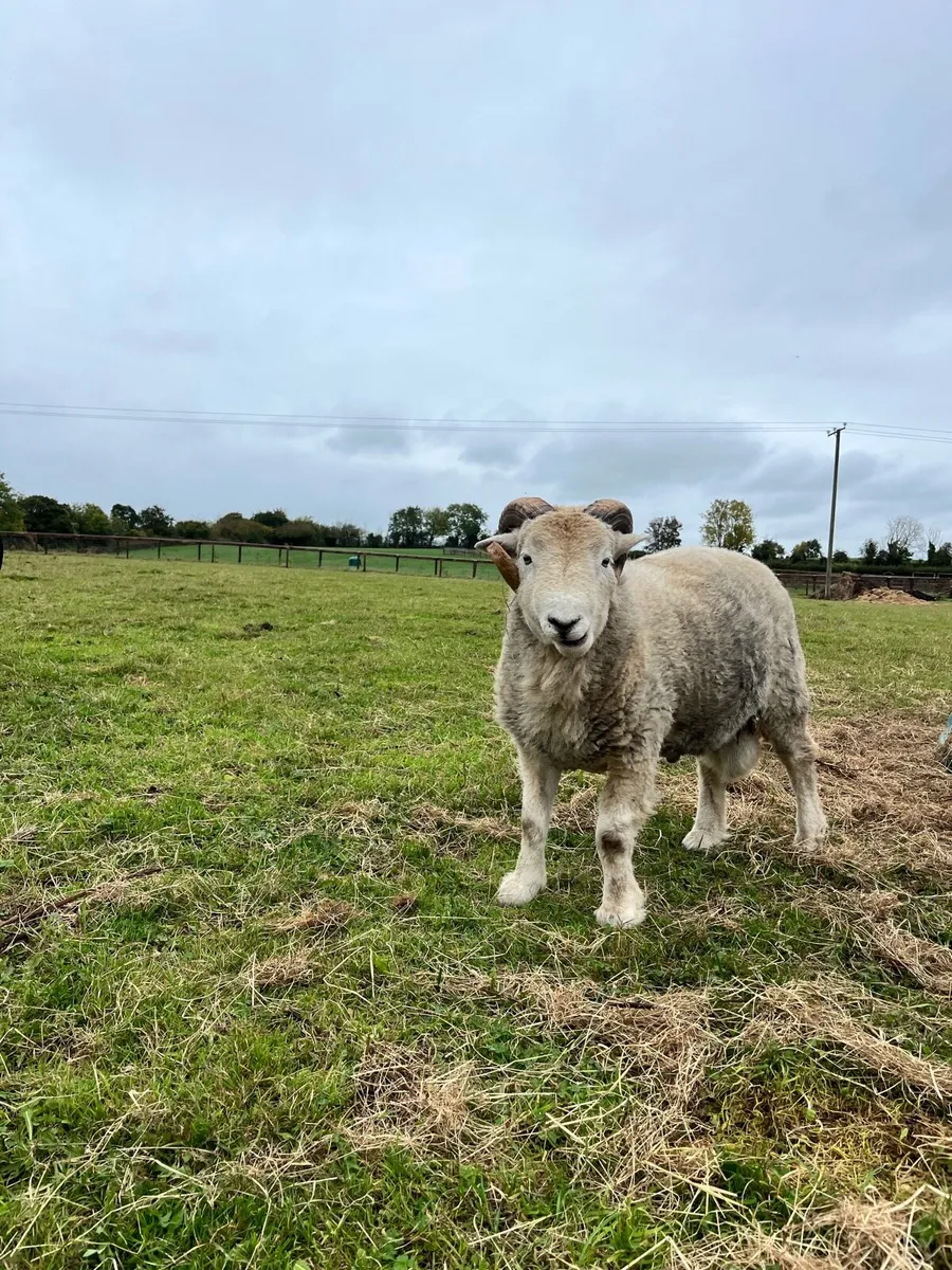 Herdwick Hogget Ram - Image 3