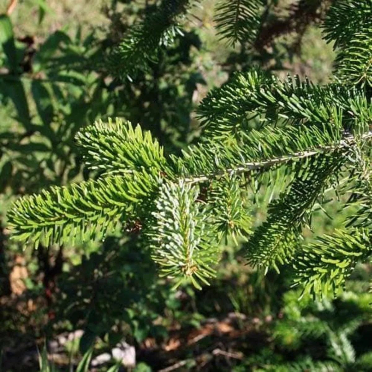 Nordmann Foliage - Image 2