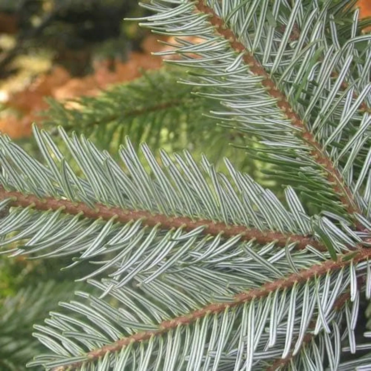 Nordmann Foliage - Image 1