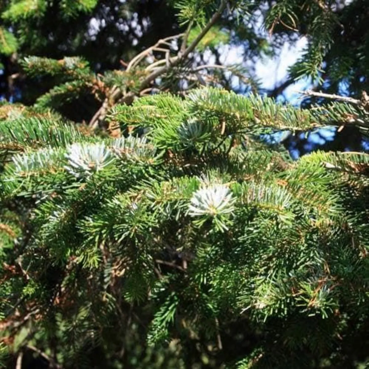 Nordmann Foliage - Image 3