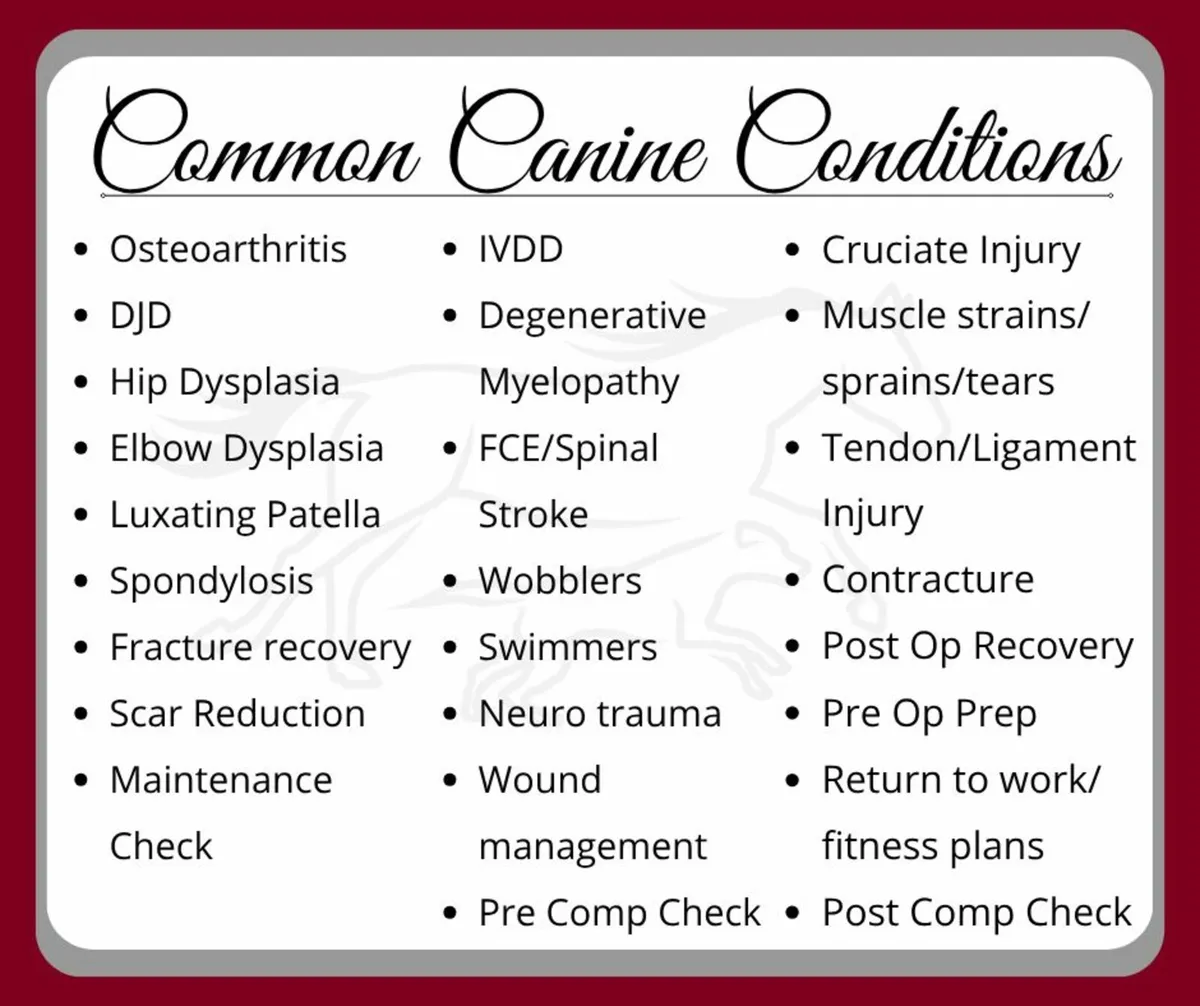 Animal Physiotherapy Clinic - Image 3